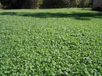 Field full of rape